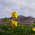 Aloha * 라 올리바