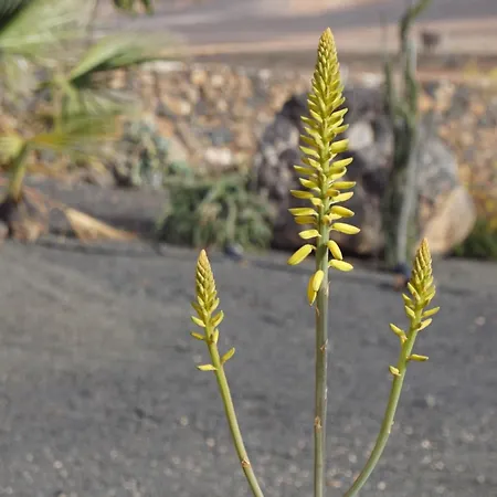 Διαμέρισμα Aloha La Oliva