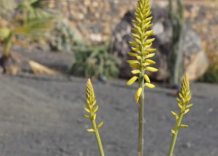 Appartement Aloha La Oliva